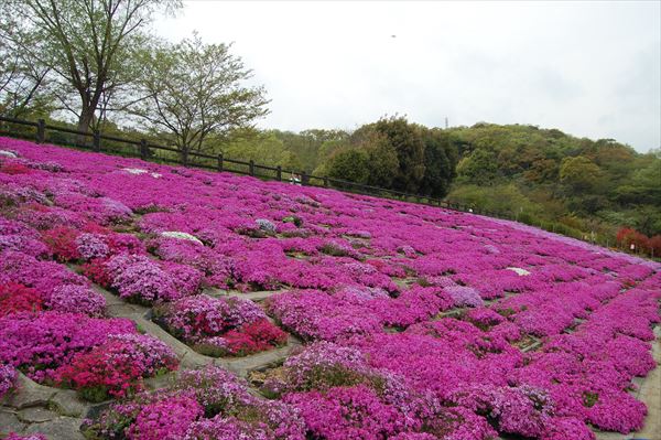 鮮やかなピンクのじゅうたん 今年は早めの開花に 25年前の地滑りの記憶 City Life News