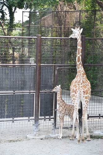 王子動物園でキリンの赤ちゃんが誕生 City Life News Goo ニュース