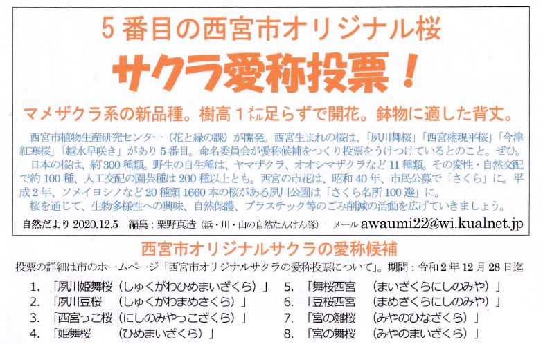 鉢でも育てられる西宮生まれのサクラ 愛称投票受付中 City Life News Goo ニュース