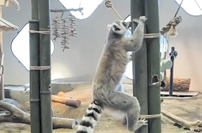 ニフレルにふれる Vol 55 オンラインでニフレル City Life News