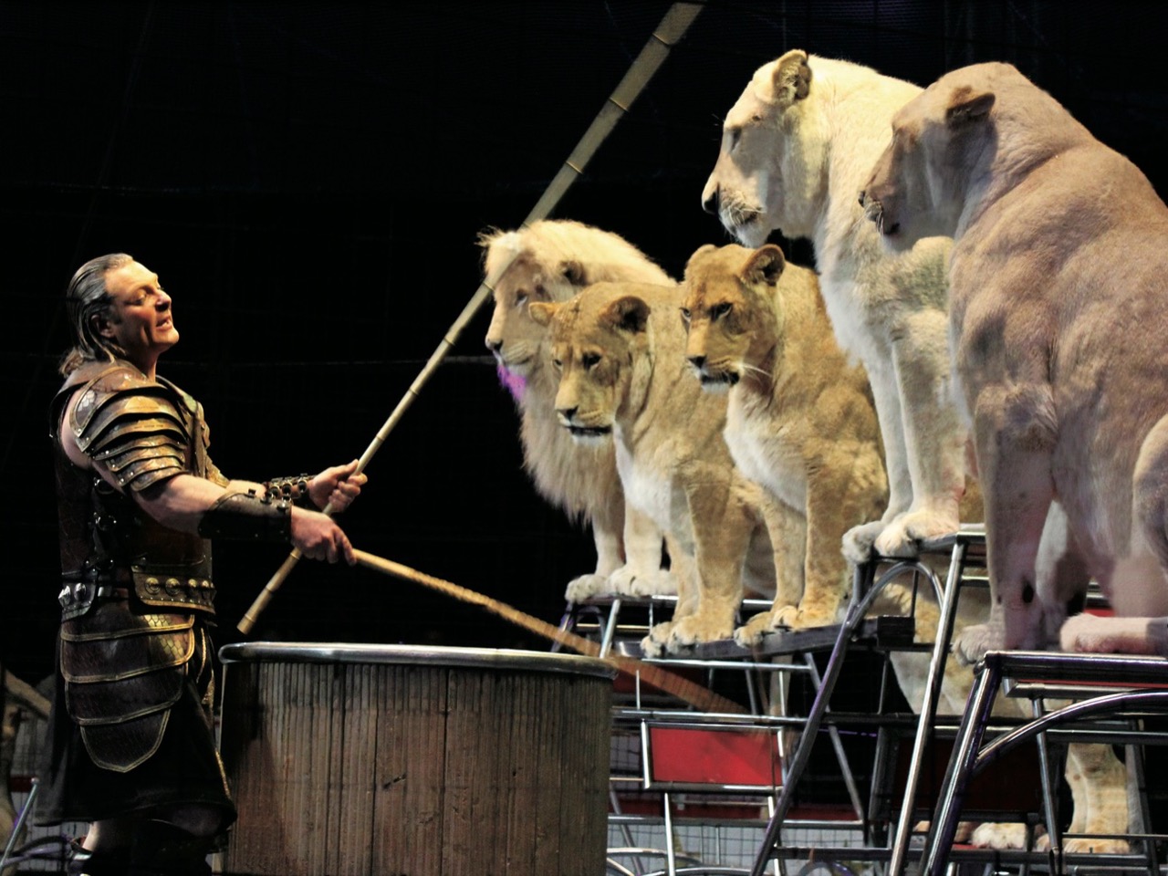 大阪 イベント】「木下大サーカス」が3年ぶりに大阪で公演決定 | City  