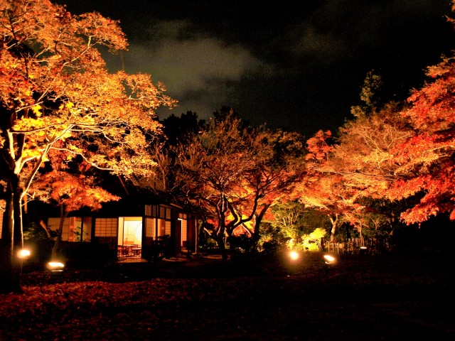 ライトアップされた夜の紅葉を愉しもう 万博記念公園 日本庭園 Momiji Night Forest City Life News