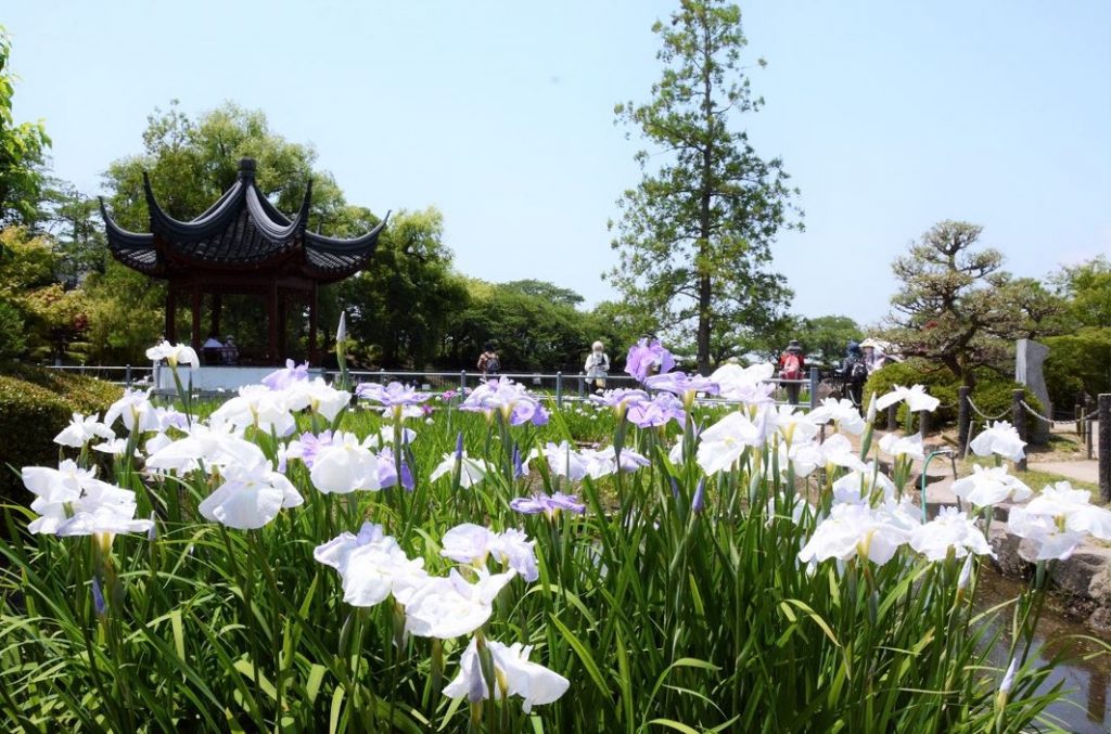 池田市-水月公園で花菖蒲まつり開催 | City Life NEWS