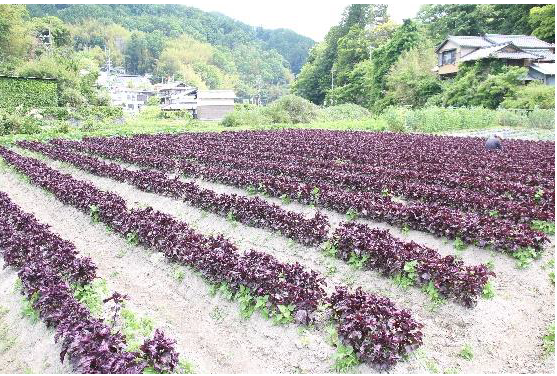 茨木市- 特産品の赤しその収穫が開始 | City Life NEWS