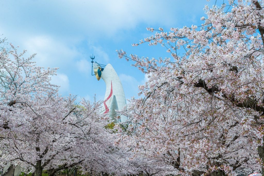 万博記念公園-「桜まつり」開催中 夜は桜並木のライトアップ 関連