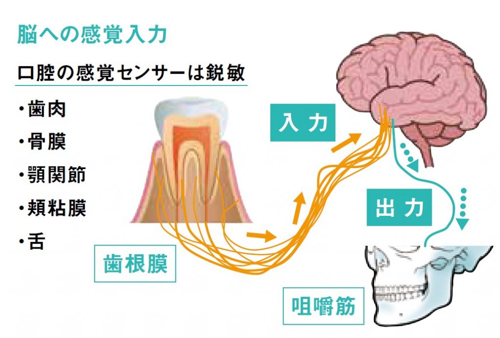 咀しゃくと脳血流量、 条件反射との関係性とは | City Life NEWS