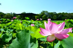 -万博記念公園-　早朝観蓮会開催