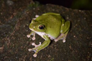 -NIFREL-　梅雨の風物詩「モリアオガエルの卵塊」 を期間限定で展示（6月1…