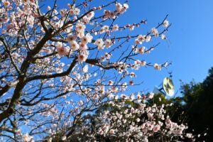 -万博記念公園-万博梅まつり2026年2月7日（土）～3月8日（日）