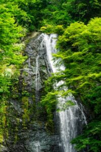‐箕面市‐　明治の森箕面国定公園で 色鮮やかな「青もみじ」に癒やされる「新緑カー…
