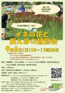 -高槻市-安満遺跡公園でたった1時間だけ咲く古代米の花を観察